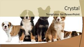  Presentation with group of 7 - Beautiful slide set featuring shepherd - group of puppies sitting backdrop and a blonde colored foreground