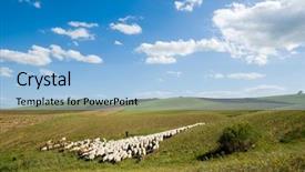  Presentation with shepherd sheep - Presentation theme with shepherd and herd pass background and a light blue colored foreground