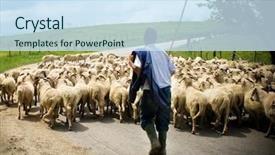  Presentation with shepherd sheep - Presentation theme consisting of shepherd and sheep background and a sky blue colored foreground