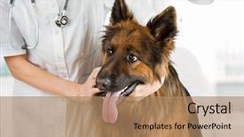  Presentation with doctor office - Slides enhanced with shepherd dog examination by veterinary background and a coral colored foreground