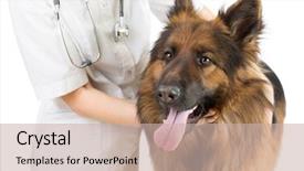  Presentation with therapy dog - Beautiful PPT theme featuring pet therapy - shepherd dog examination by veterinary backdrop and a soft green colored foreground