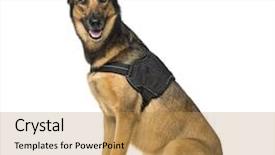  Presentation with cyber security be aware and a na - Presentation theme with shepherd malinois with a security background and a yellow colored foreground