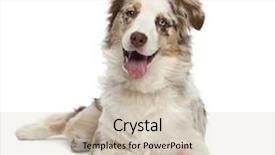  Presentation with australian - Slide deck consisting of shepherd puppy 6 months old background and a soft green colored foreground