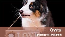  Presentation with aussie - Amazing theme having shepherd purebred puppy 3 month backdrop and a coral colored foreground