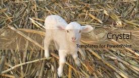  Presentation with jesus shepherd lamb god - Beautiful presentation featuring shepherd sheep - cute little lamb backdrop and a  colored foreground