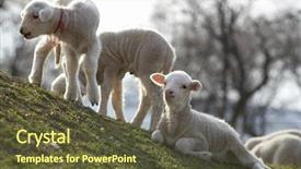  Presentation with cute mice rats - Presentation theme with shepherd sheep - cute little lambs background and a  colored foreground