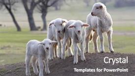  Presentation with shepherd sheep - Cool new presentation with shepherd sheep - cute little lambs backdrop and a  colored foreground