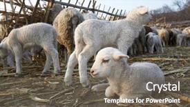  Presentation with shepherd sheep - Amazing presentation having shepherd sheep - cute little lambs backdrop and a  colored foreground