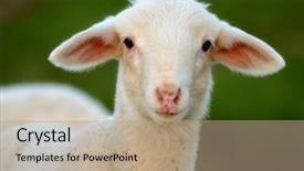  Presentation with shepherd sheep - Cool new theme with shepherd sheep - young ewe backdrop and a  colored foreground