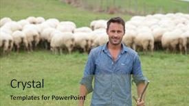  Presentation with shepherd sheep - Beautiful presentation theme featuring shepherd standing in green field backdrop and a mint green colored foreground