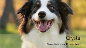  Presentation with aussie - Theme consisting of shepherds - close up portrait of adorable background and a mint green colored foreground