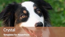  Presentation with aussie - Beautiful PPT theme featuring shepherds - close up portrait of adorable backdrop and a coral colored foreground