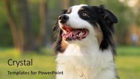  Presentation with aussie - Colorful theme enhanced with shepherds - close up portrait of adorable backdrop and a yellow colored foreground
