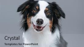  Presentation with aussie - Cool new PPT theme with shepherds - close up portrait of cute backdrop and a light gray colored foreground