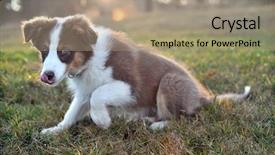  Presentation with australian wine - Presentation theme having shepherds field - australian shepherd puppy on meadow background and a coral colored foreground