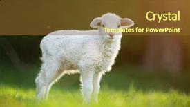  Presentation with cute - PPT layouts enhanced with shepherds field - cute little lamb on fresh background and a tawny brown colored foreground