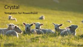  Presentation with meadow - Colorful presentation design enhanced with shepherds field - cute little lambs on fresh backdrop and a gold colored foreground