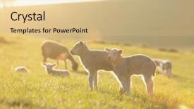 Presentation with meadow - Presentation design with shepherds field - cute little lambs on fresh background and a lemonade colored foreground