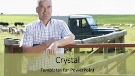  Presentation with sheep - Slide set having shepherds field - farm worker with flock background and a mint green colored foreground