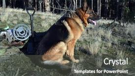  Presentation with metal detector - Cool new PPT theme with shepherds field - german shepherd dog with metal backdrop and a  colored foreground