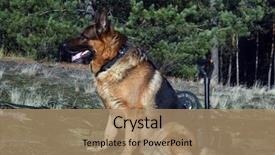  Presentation with metal detector - Amazing presentation design having shepherds field - german shepherd dog with metal backdrop and a  colored foreground