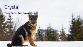  Presentation with german shepherd two young puppys - Presentation theme with shepherds field - german shepherd portrait background and a sky blue colored foreground