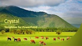  Presentation with grazing - Theme enhanced with shepherds field - mountain grassland with grazing cows background and a tawny brown colored foreground