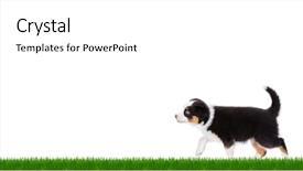  Presentation with green color - Cool new theme with shepherds field - playful australian shepherd purebred puppy backdrop and a white colored foreground