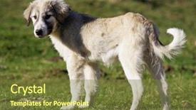  Presentation with dog - Cool new theme with shepherds field - romanian shepherd dog cub backdrop and a tawny brown colored foreground