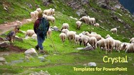  Presentation with alps - Slides consisting of shepherds field - shepherd at work on italian background and a tawny brown colored foreground