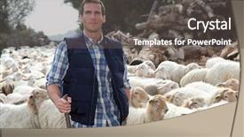  Presentation with shepherd sheep - Slides having shepherds field - shepherd standing by sheep background and a dark gray colored foreground
