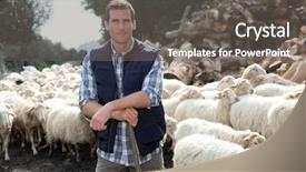  Presentation with shepherd sheep - Audience pleasing slides consisting of shepherds field - shepherd standing by sheep backdrop and a gray colored foreground