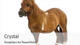  Presentation with old - Beautiful slides featuring pony - shetland - 9 years old backdrop and a white colored foreground