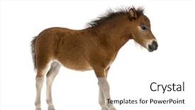  Presentation with foal - Presentation theme having shetland foal - 1 month old background and a  colored foreground