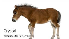  Presentation with foal - Colorful theme enhanced with shetland foal - 1 month old backdrop and a  colored foreground