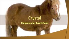  Presentation with background - Colorful presentation theme enhanced with shetland-pony-in-front backdrop and a tawny brown colored foreground