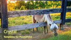 Presentation with grass texture on green - Audience pleasing presentation consisting of shetland pony is reaching outside backdrop and a tawny brown colored foreground