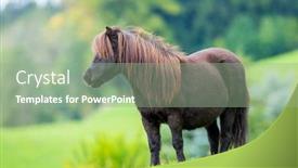  Presentation with hill - Cool new theme with shetland pony standing on green backdrop and a seafoam green colored foreground