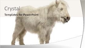  Presentation with white - Amazing PPT theme having shetland-pony-standing-up backdrop and a lemonade colored foreground