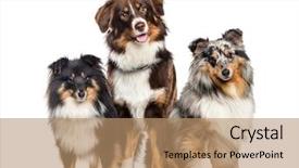  Presentation with sheepdog - Cool new slides with shetland sheepdog and australian shepherd backdrop and a coral colored foreground