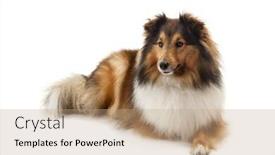  Presentation with sheepdog - Presentation theme featuring shetland sheepdog isolated on white background background and a coral colored foreground