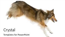  Presentation with sheepdog - Beautiful presentation design featuring shetland sheepdog jumping in front of a white background backdrop and a white colored foreground