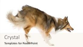  Presentation with sheepdog - Presentation theme consisting of shetland sheepdog jumping in front of a white background background and a lemonade colored foreground