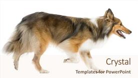  Presentation with sheepdog - Presentation having shetland sheepdog running in front background and a lemonade colored foreground