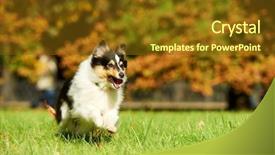  Presentation with sheepdog - Slides having shetland sheepdog running on green grass at autumn background background and a tawny brown colored foreground