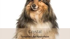  Presentation with sheepdog - Theme enhanced with shetland-sheepdog-sheltie-sitting-against background and a coral colored foreground