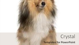  Presentation with sheepdog - Presentation design having shetland sheepdog sitting in front of a white background background and a coral colored foreground