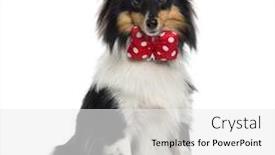  Presentation with sheepdog - Colorful presentation enhanced with shetland sheepdog wearing a bow looking at the camera and sitting isolated on white backdrop and a light gray colored foreground