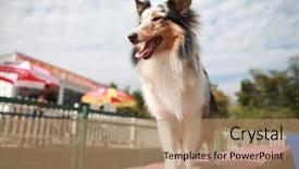  Presentation with sheepdog - PPT theme featuring shetland sheepdog background and a coral colored foreground