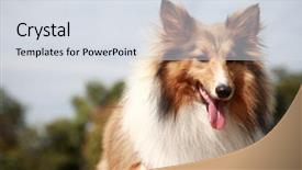  Presentation with sheepdog - Presentation theme enhanced with shetland sheepdog background and a sky blue colored foreground